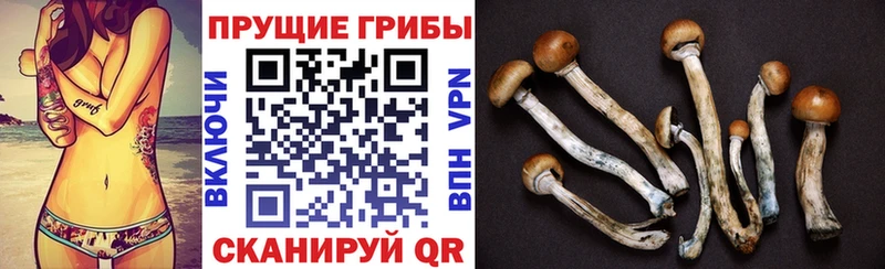 Псилоцибиновые грибы GOLDEN TEACHER  Суздаль 